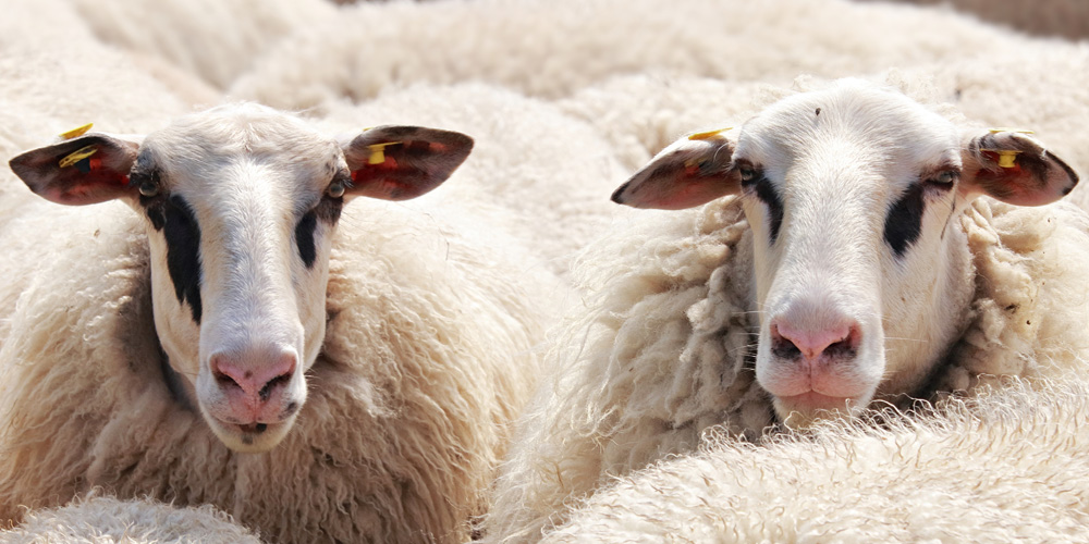 Falkland Sheep